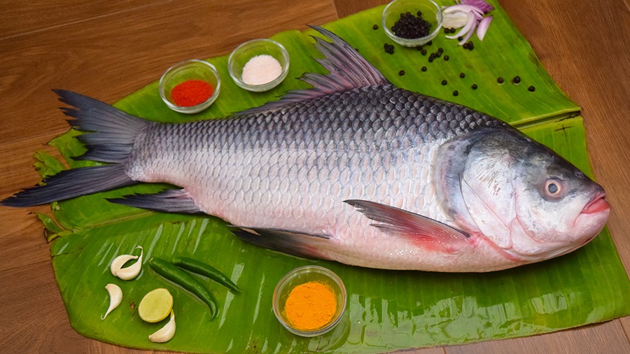 Kachki Fish New