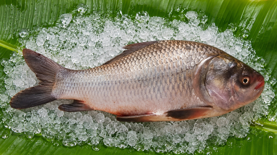 Kachki Fish New
